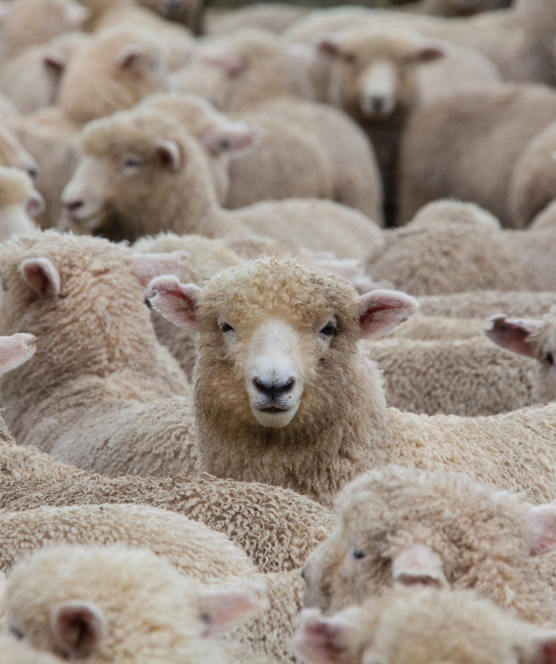 Animal Health Angel - Flock of sheep