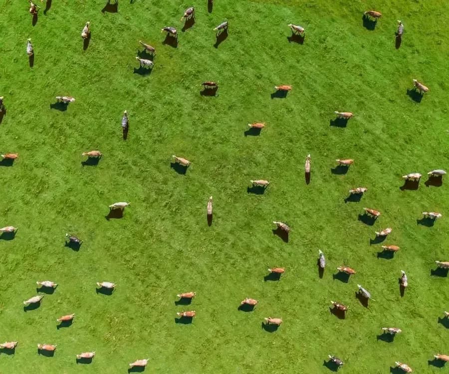 Cattle in a field