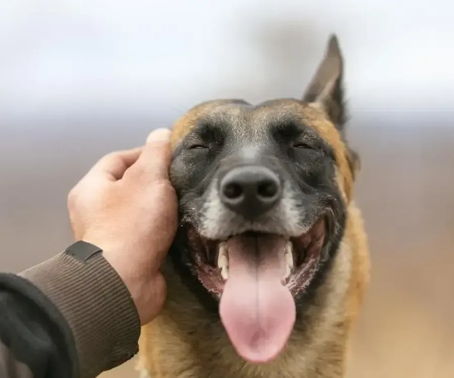 Happy dog being petted