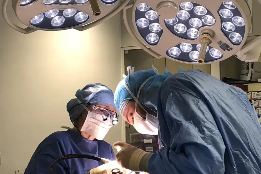 veterinarians performing operation